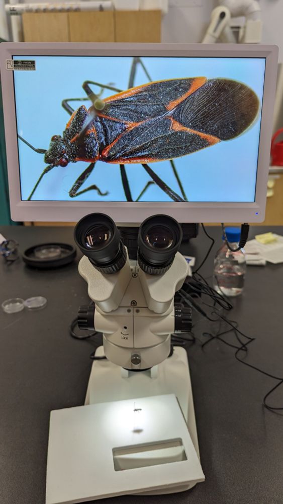 Everyone's favourite, a maple bug on low power magnification viewed on a screen attached to a dissecting microscope. Although annoying at times, these guys are pretty harmless. Don't eat them though, they contain toxins that make them taste bad to potential predators.