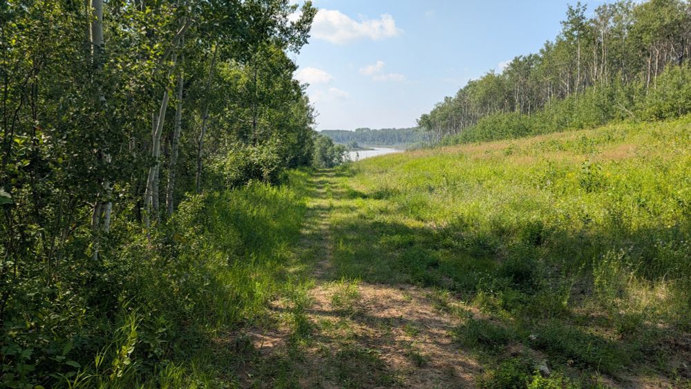 Grassy trail through aspen forest. A lake is in the distance. 
