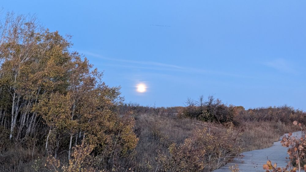 Full moon rising over an area of prairie bush south of Saskatoon. 