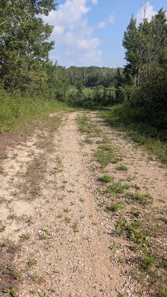 Rough gravel trail through aspen Aspen forest. 