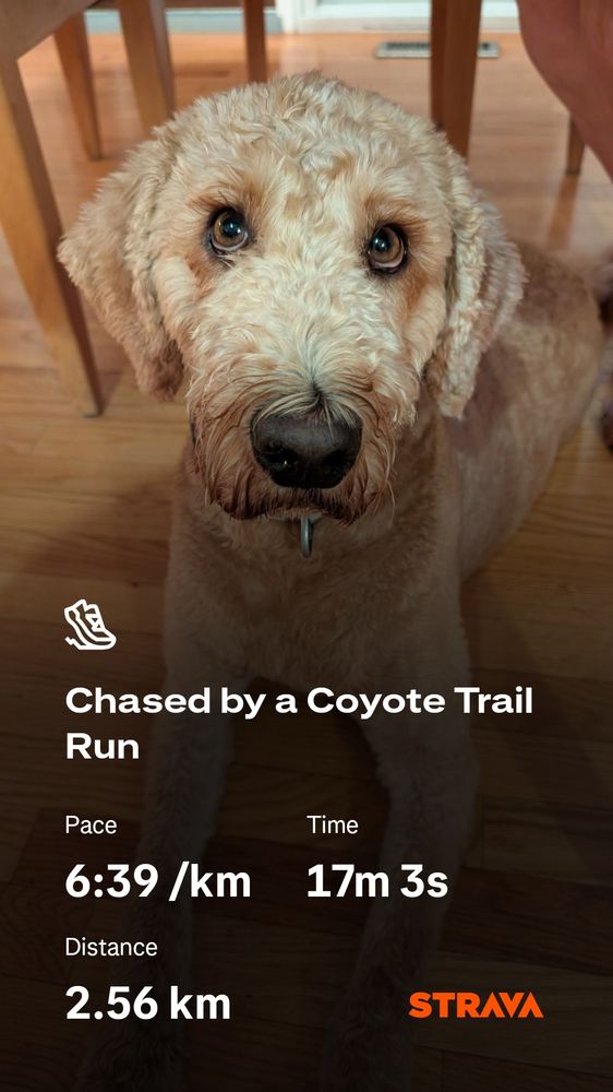 Strava summary picture showing a few stats from the run and the background is a picture of my dog after the run. 