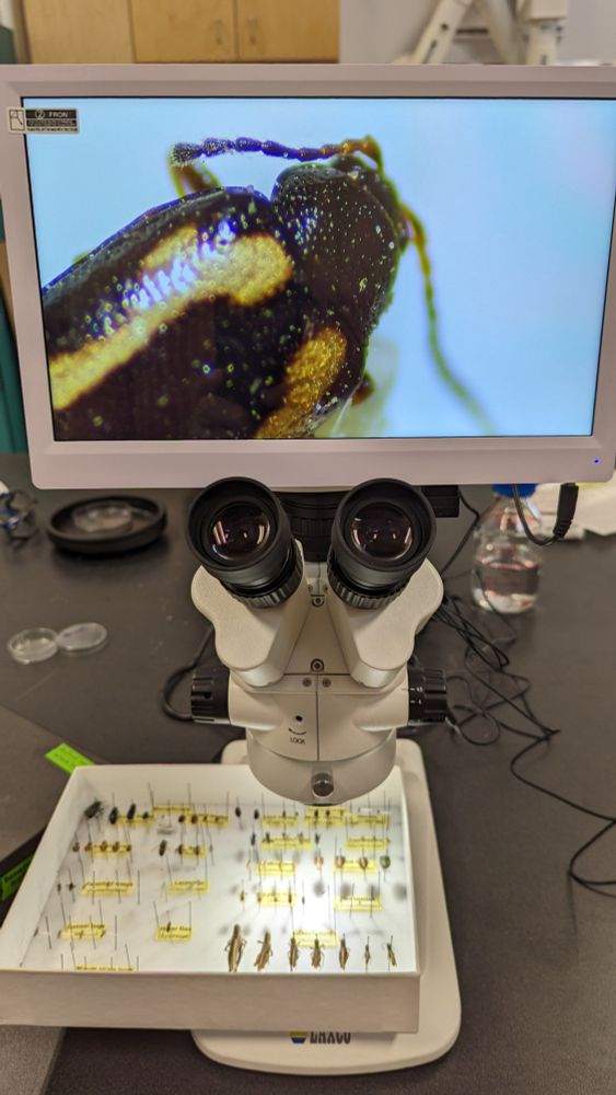 A close up view of a striped flea beetle, a tiny and very damaging pest of canola seedlings (and other mustard family plants).  Viewed on the screen attached to a dissecting microscope.