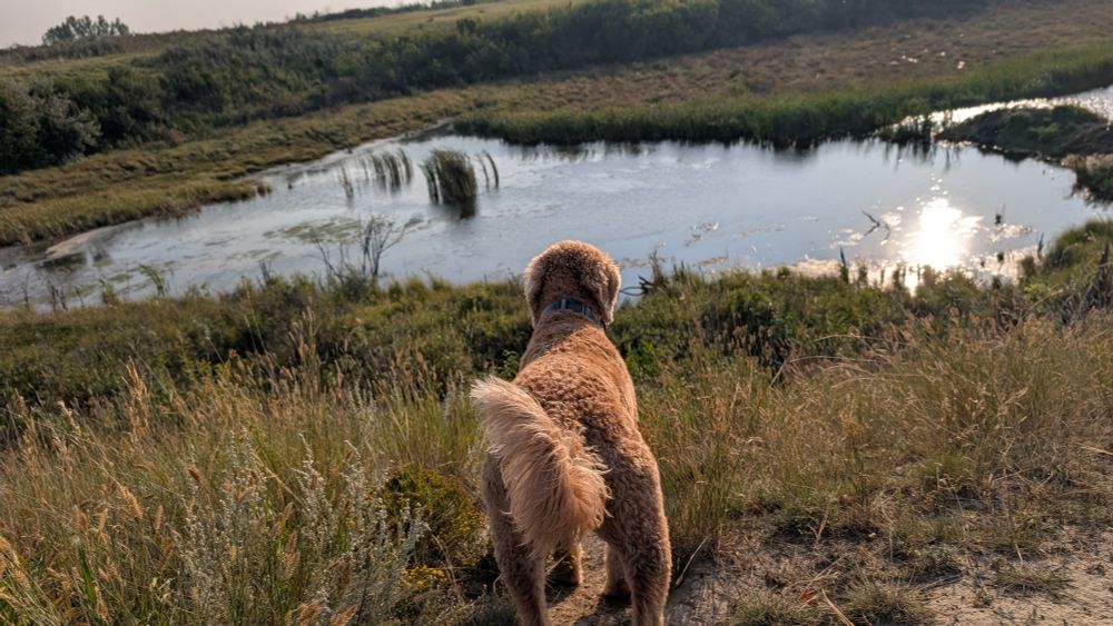 Nala the doodle dog looking longingly at the water in a slough during a long warm trail run. 
