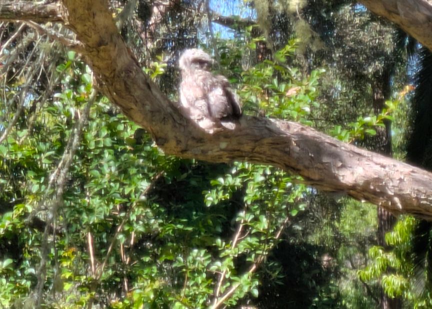 Tawny frog mouth chick