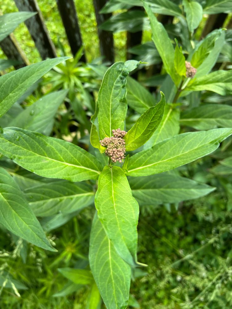 Picture of a budding swamp milkweed plant.