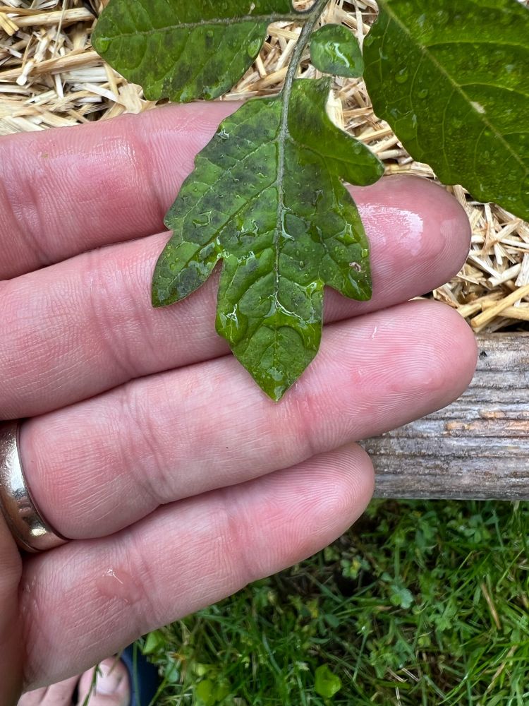 Dry looking cherry tomato leaf with black/grey splotches.