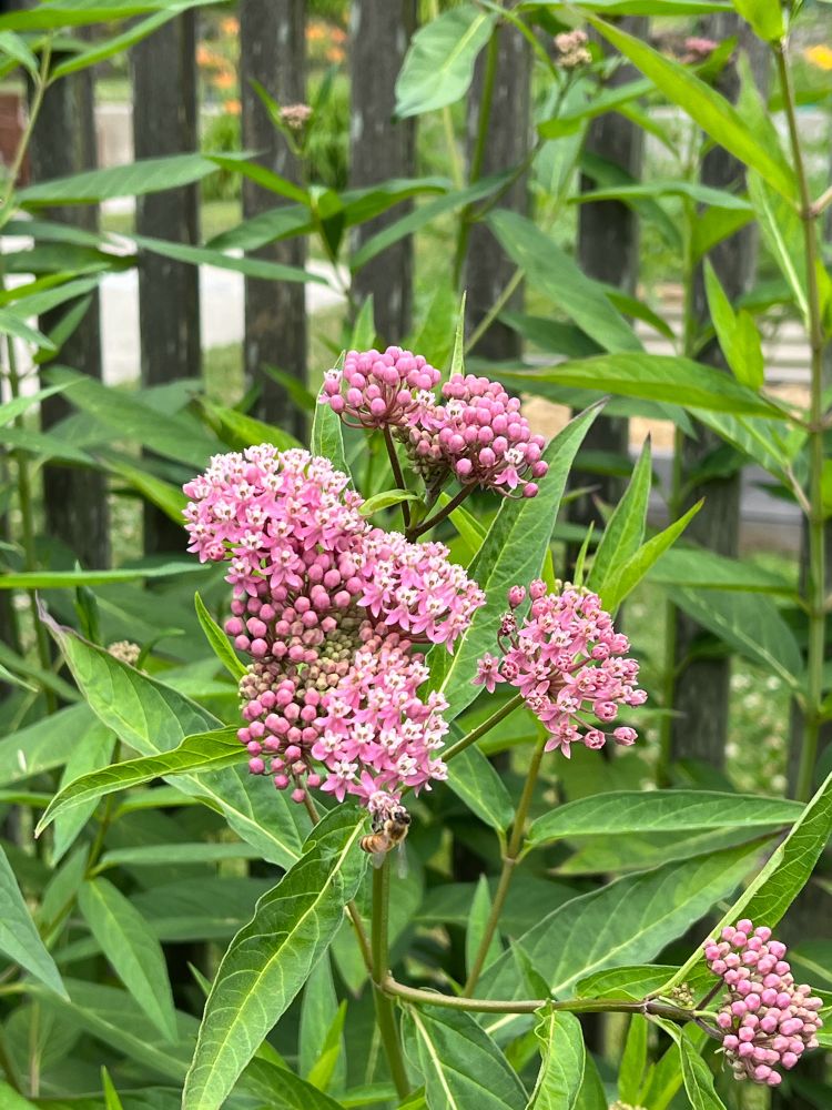 Swamp milkweed with a bee hanging around