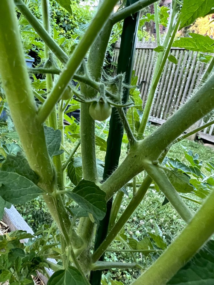 Budding super sweet 100 cherry tomato