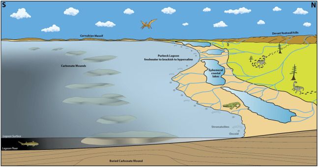 Reconstructed view to the west across Purbeck lagoon with land (and footwall hills) to north and lagoon deepening to the south. Carbonate mounds accumulated in a depth-restricted zone within the lagoon (corresponding to study area) adjacent to shoreline beaches, bars and lakes as represented by the Durlston Bay section to the north (modified from Sellwood and Wilson, 1990, hybodontiform fish after Stumpf et al., 2021).