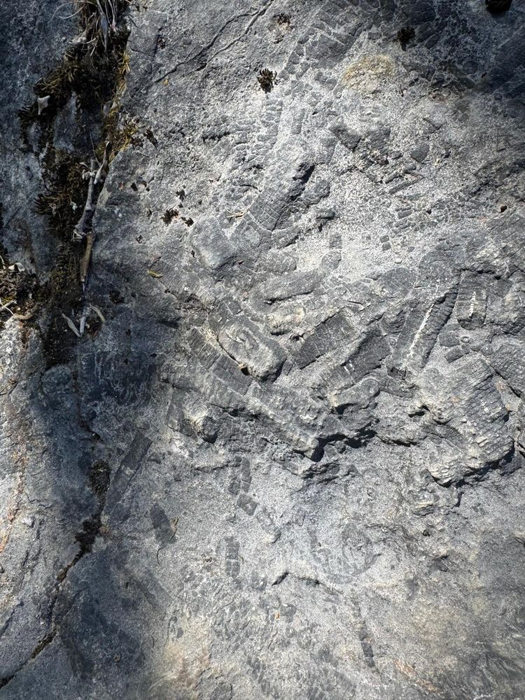 The Eyam Limestone Formation in a disused quarry at the National Stone Centre. This crinoid-rich limestone was laid down in the Lower Carboniferous period when the Peak District was the bed of a sub-tropical shallow continental shelf sea.