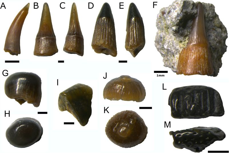 Osteichthyan teeth. (A) Gyrolepis albertii (BRSMG Cf8617.40). (B–F) Severnichthys acuminatus; (B, C) ‘Birgeria acuminatus’ type (BRSMG Cf8617.116), (D, E) ‘Saurichthys longidens’ type (BRSMG Cf8617.117), (F) ‘Birgeria acuminatus’ type embedded in matrix (BRSUG 29410-14). (G, H) Sargodon tomicus teeth, (G, H) molariform (BRSMG Cf8617.107) and (I) incisiform (BRSMG Cf8617.49). (J, K) “Colobodus” tooth (BRSMG Cf8617.98). (L, M) Ceratodus sp. tooth (BRSMG Cf8617.55) in lateral? (L) and occlusal (M) views. All scale bars are 0.5 mm, except where labelled otherwise.