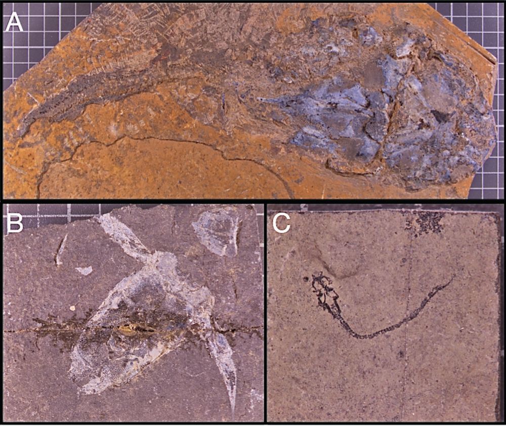 Some of the Devonian fossil fish from the collection of Jack Saxon on display at Castlehill, Thurso. A: Coccosteus cuspidatus, B: Pterichthyodes milleri and C: Palaeospondylus gunni.