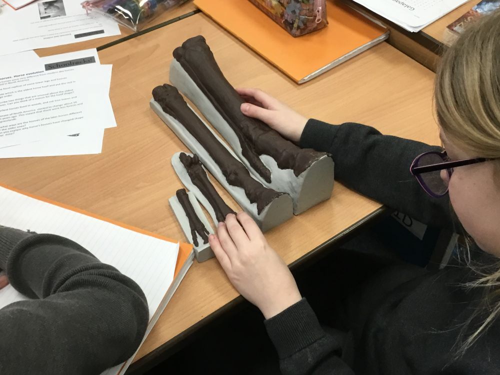 School pupils examining replica fossil horses hooves from the SchoolRocks! Year 6 Evolution box. Photo by Holy Trinity C of E School, Marlow