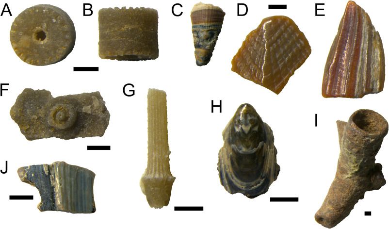 Invertebrate remains. (A, B) Crinoid ossicle (BRSMG Cf8617.121) in facet (A) and lateral (B) views. (C–E) Eolepas rhaeticus (BRSMG Cf8617.126, 124 and 127), rostrum (C), scutum (D) and ?carina (E). (F) Echinoid interambulacral plate (BRSMG Cf8617.77). (G) Echinoid spine (BRSUG 29410-37). (H) Lingula sp. (BRSMG Cf8617.123). (I) Possible micronconchid worm tube (BRSUG 29410-34). (J) Unidentified shell plate (BRSMG Cf8617.122). All scale bars are 0.5 mm.