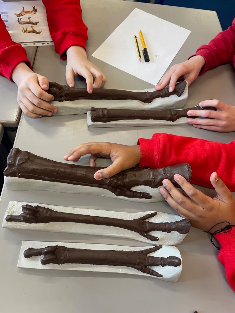 Year 6 children examining fossil horse hooves.