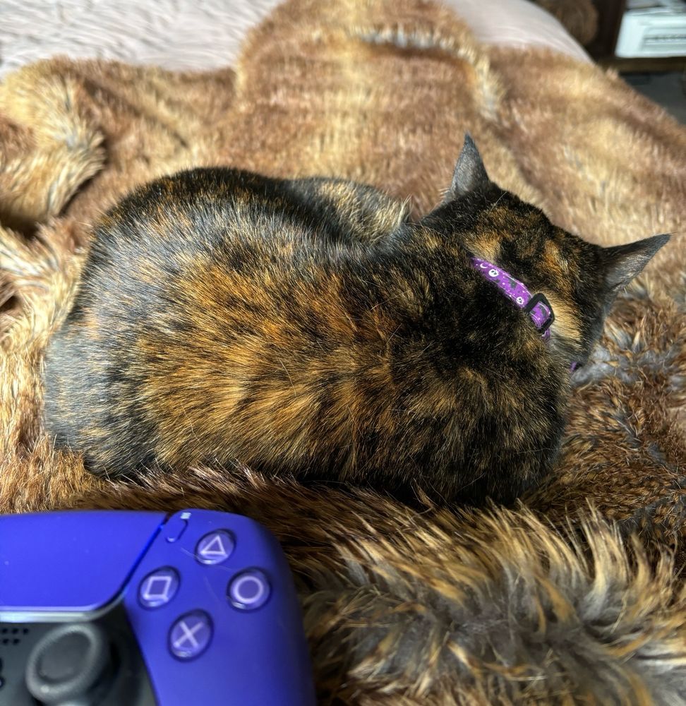 Small Tortie cat curled up on a faux fur blanket, asleep. 