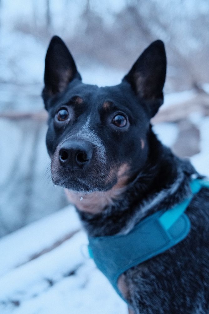 The cutest pup you ever saw. 