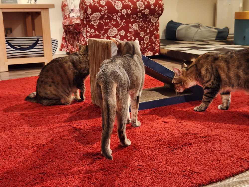 爪とぎに群がる色合いの似た3匹の猫。中央にアビシニアンの背。