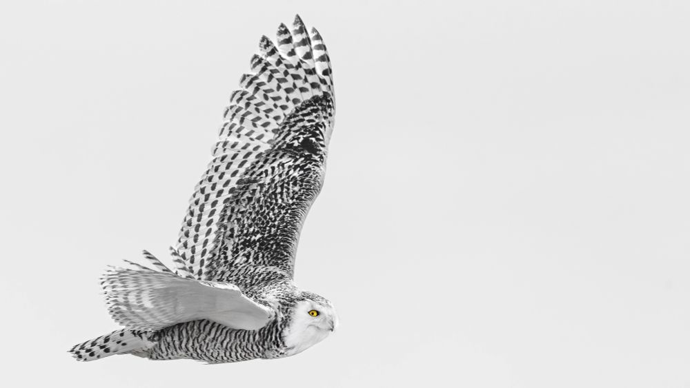 A high-key photograph of a snowy owl in mid-flight, as it stares at the camera. 