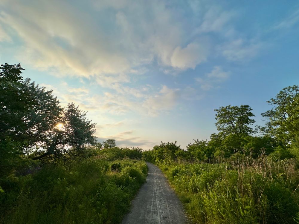 A photograph of a wild green landscape and a blue sky. The sun is poking through the foliage of an olive tree, and a grey gravel path runs off into the distance underneath a blue sky dotted with clouds that catch the morning sun