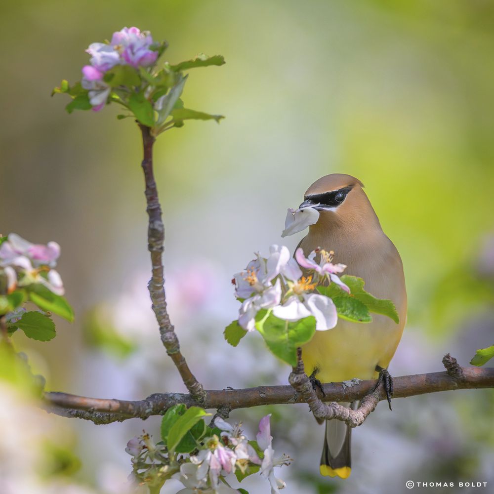 a photograph of a waxwing sitting in a blossoming tree. the bird is eating flower petals and watching the camera. 
