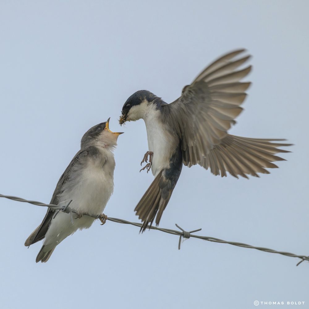 a photograph of an adult swallow (probably a tree swallow) feeding a juvenile. the juvenile is sitting on a line of barbed wire with its mouth open, while the adult swallow is frozen in mid-flight with a mouthful of insects, ready to be placed directly into the juvenile's mouth. 