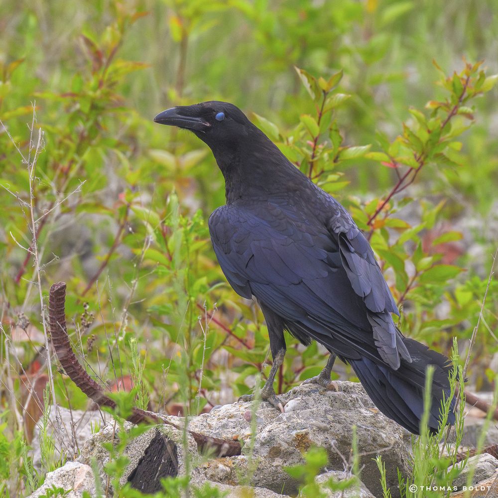 a photograph of a large raven sitting on the ground. it is looking over its left shoulder toward the camera, with its nictitating membrane visible over its eye. 