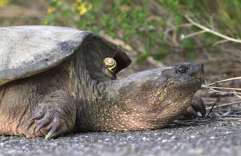 a photograph of a common snapping turtle on a paved road next to some plants. the turtle has a small snail with a lined yellow shell resting on the back of its neck. 