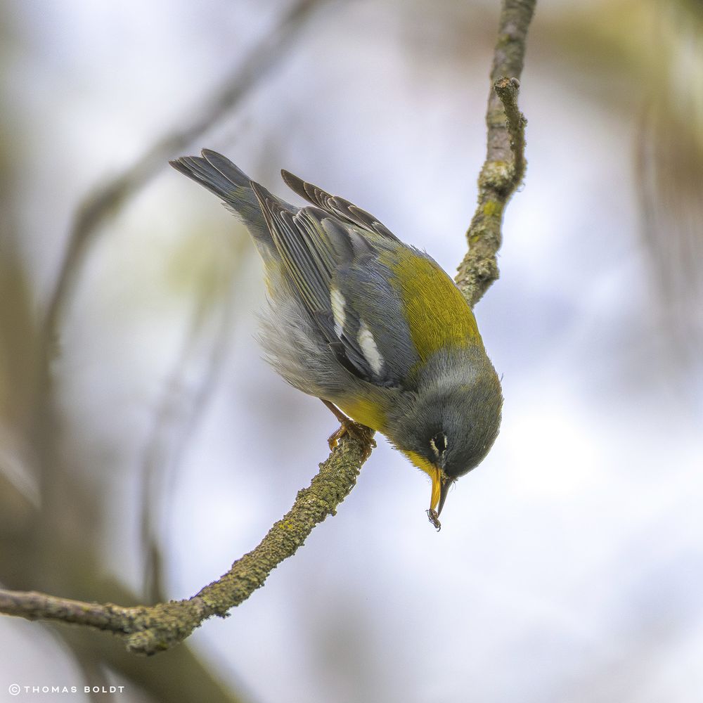 a photograph of a northern parula perched upside-down on a branch, holding a small midge in the tip of its beak. 