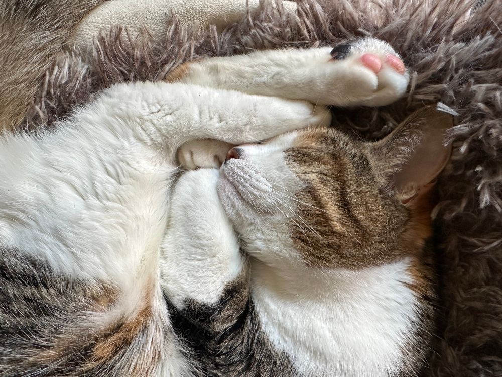 A photo of a calico cat curled up and asleep in a fluffy cat bed with her feet next to her head