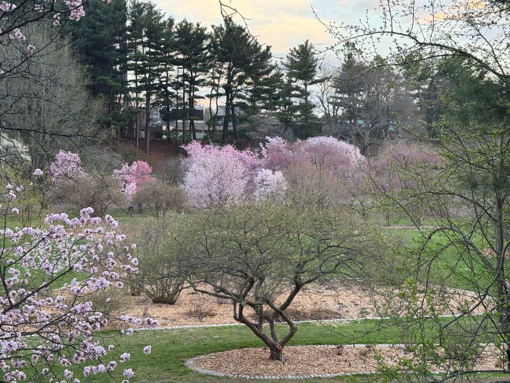 Cherry blossoms at Arnold Arboretum