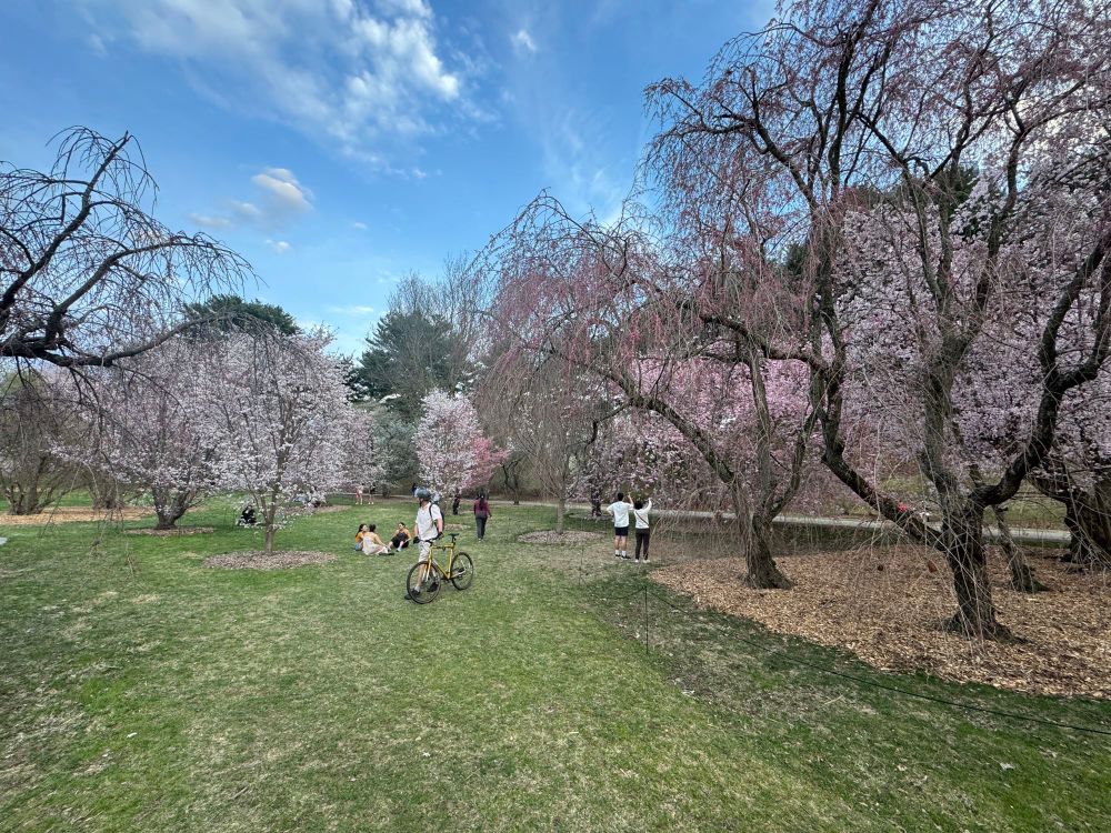 Cherry blossoms at Arnold Arboretum