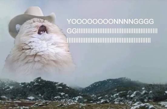 Cat screaming Yoongi meme 