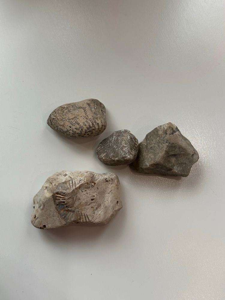 4 pieces of gravel containing small fossils