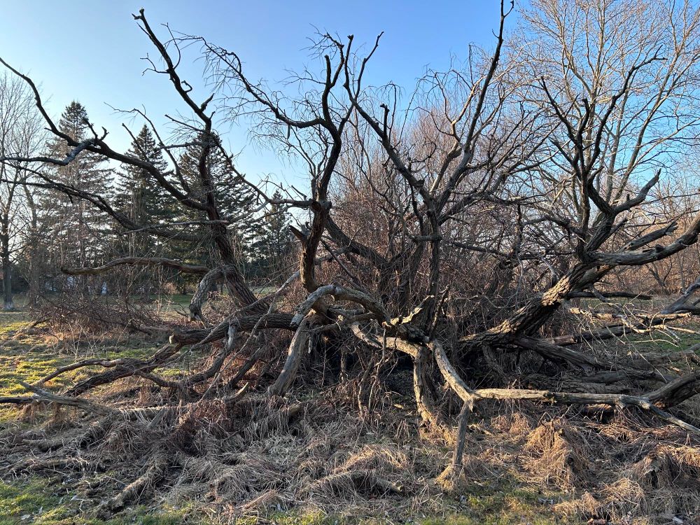 Weird dead tree in the golden hour of sunset