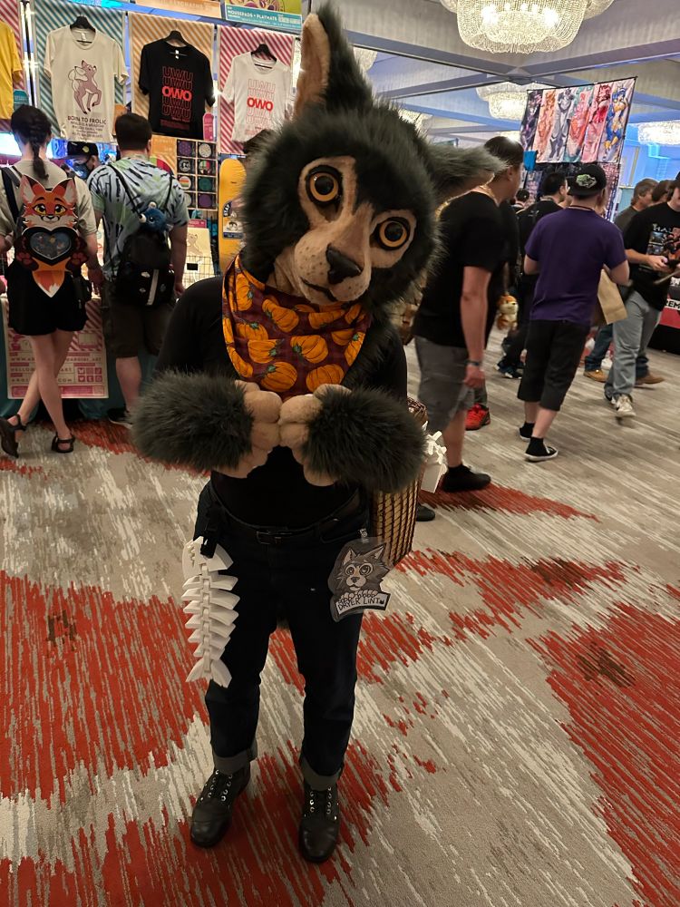 A lykoi partial suiter