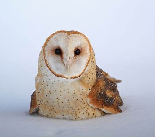 Barn owl resting 