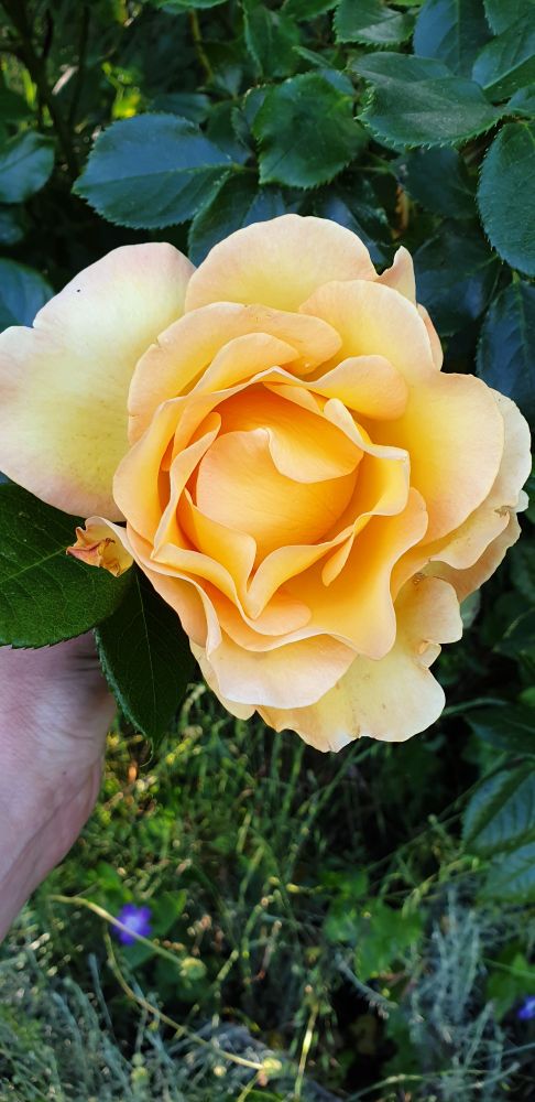 Rose jaune au parfum divin