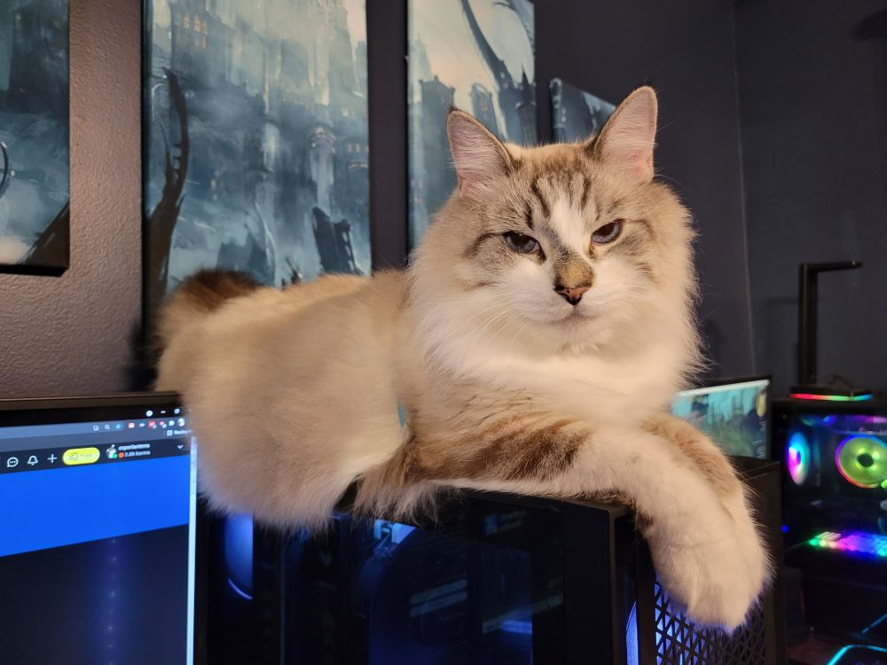 Ollie, a gorgeous lynx point, is sitting on top of a computer tower.