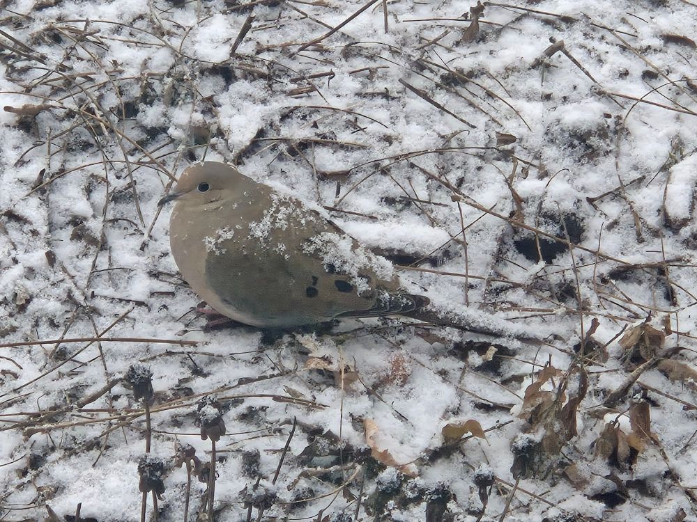 A mourning dove sitting on the ground lightly dusted with snow. 