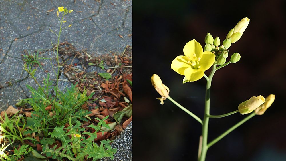 Der Schmalblättrige Doppelsame wächst gerne in Pflasterritzen, aber auch in zahlreichen anderen Habitaten. Fotos: Bruno Walther