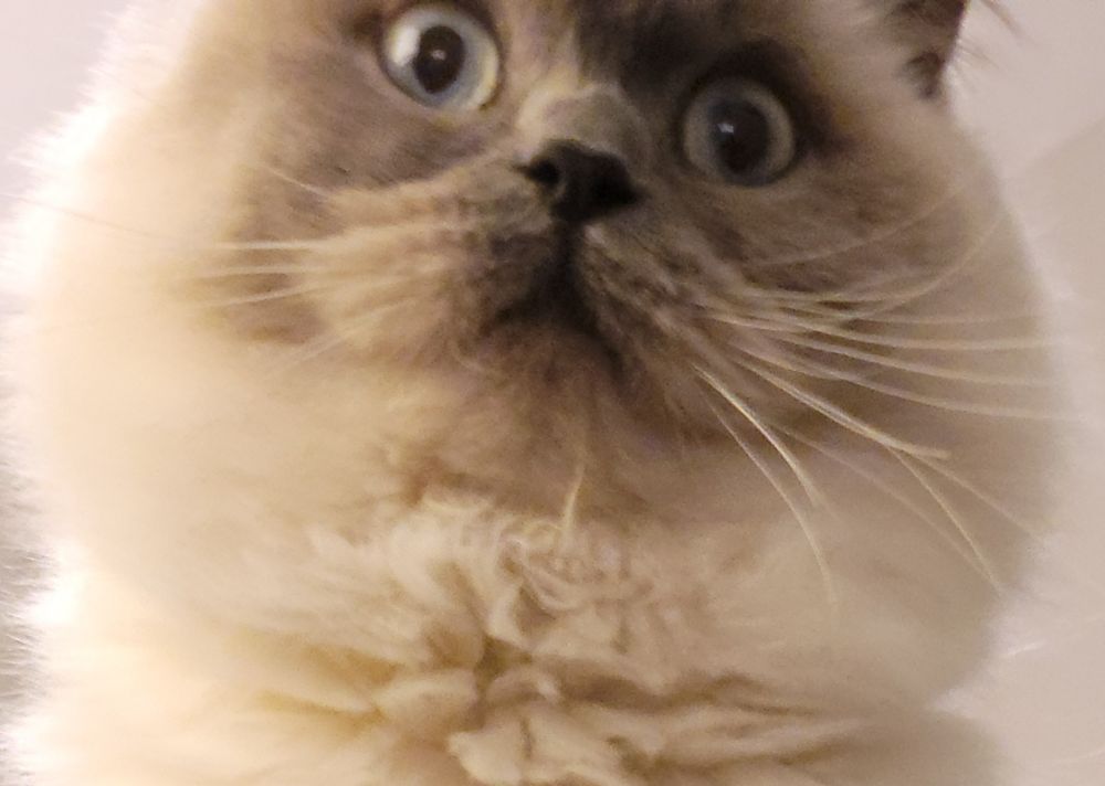 Luna, a beloved unhinged cat is fluffy white and Grey cat with a look of shock.