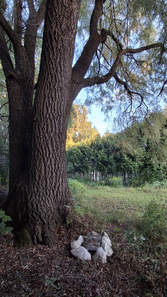 Willow tree with a rock marker beneath it