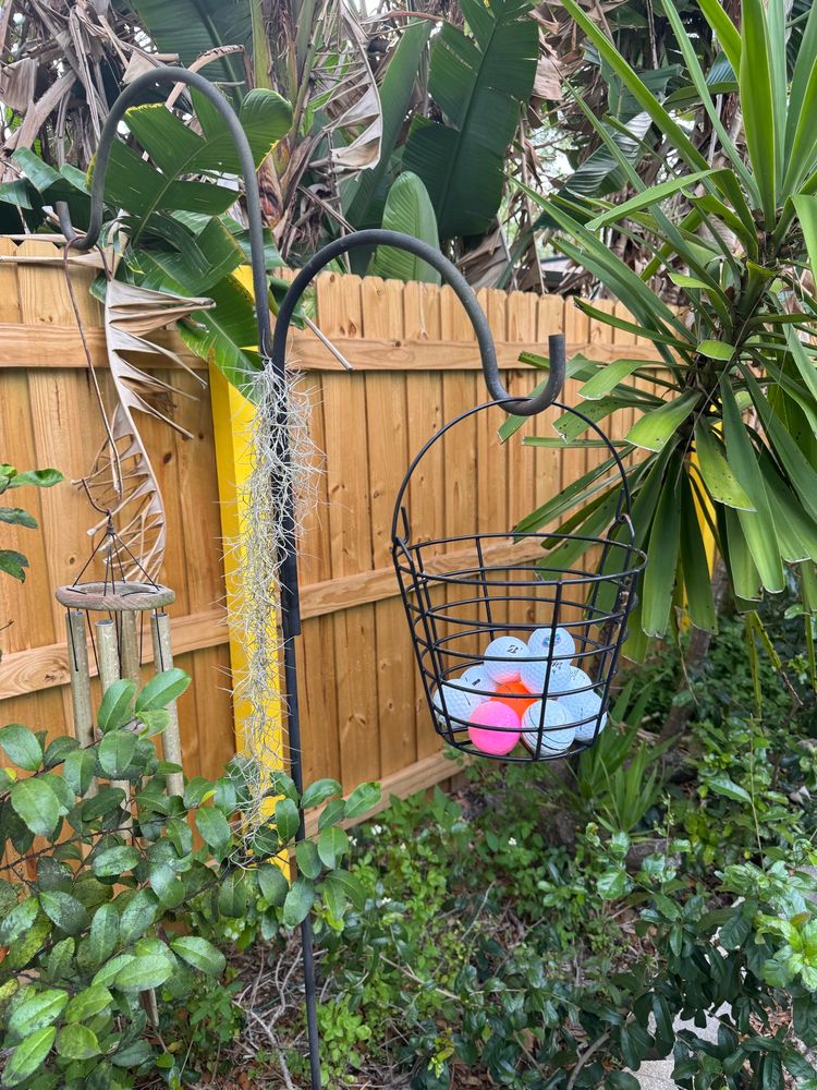 A black wire hanging basket in a backyard that is filled with eleven golf balls. Eight golf balls are white, and the rest are one each of pink, neon orange, and yellow. 
