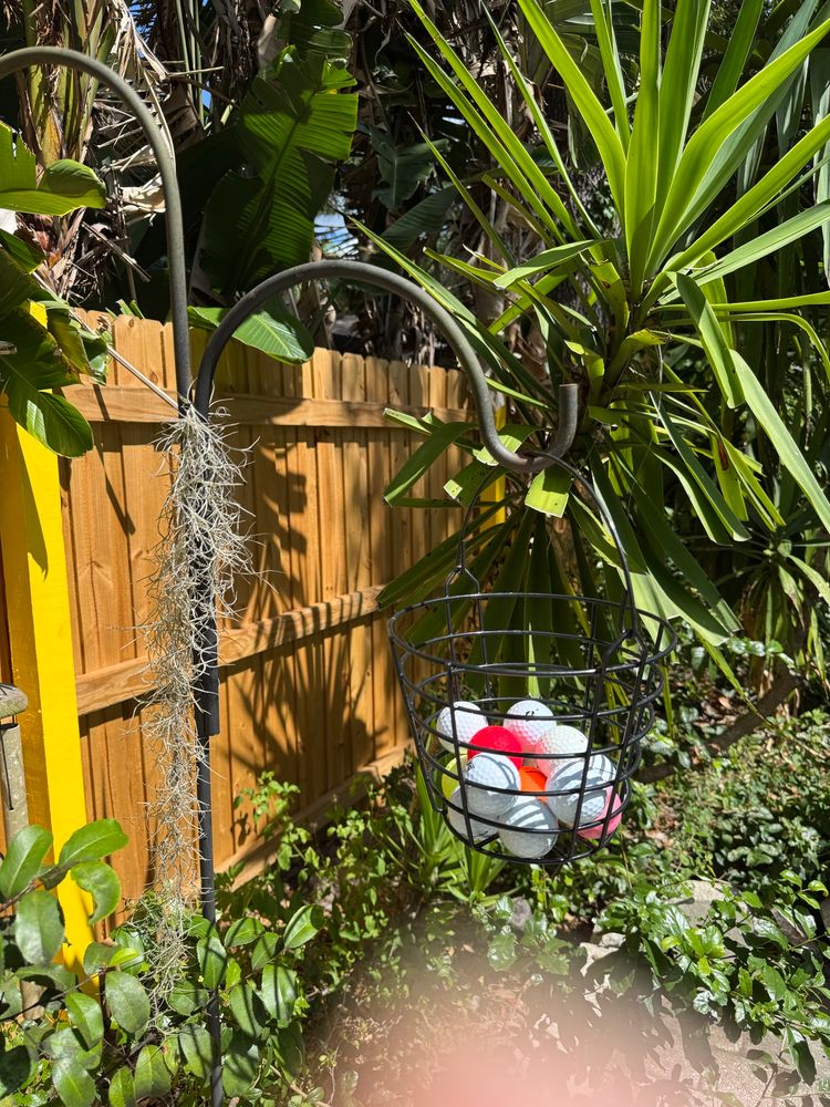 A black wire hanging basket in a backyard that is filled with 14 golf balls. 10 white, 1 pink, 1 neon orange, 1 yellow, and 1 red. 