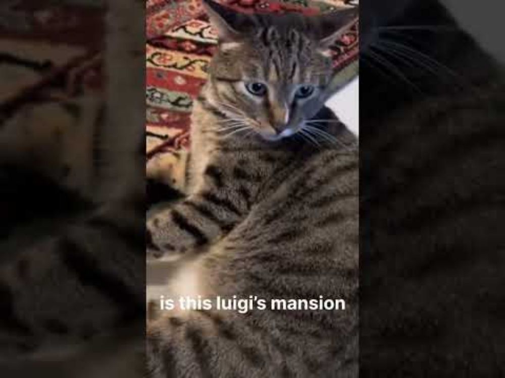 spookycat.mp4 (Luigi mansion cat REUPLOAD)