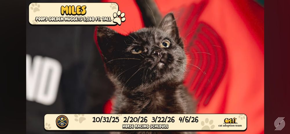 Black kitten named Miles representing the Denver Nuggets' scheduled games vs the Portland Trailblazers.