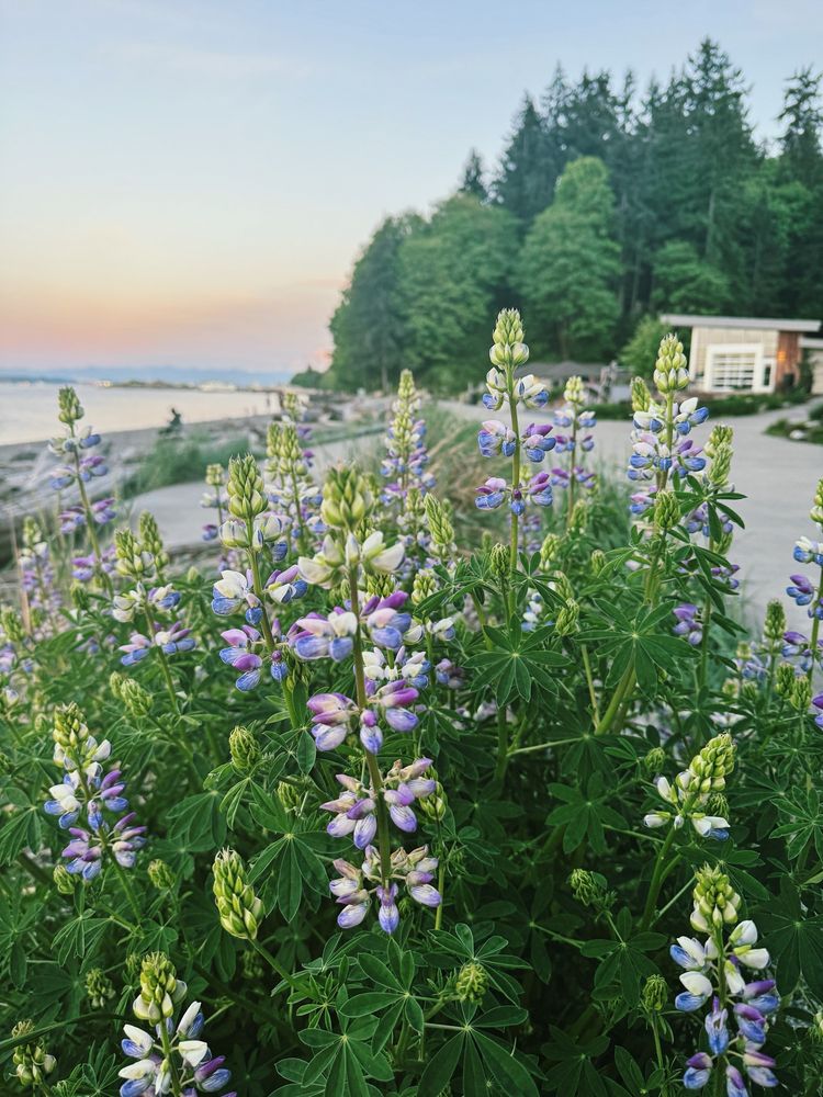 wildflowers bloom by Owen's Beach at sunset in Tacoma 