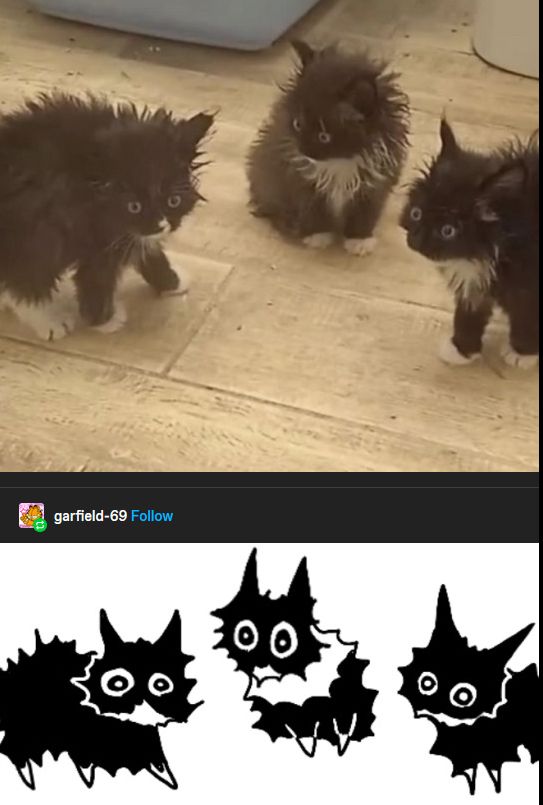 picture of scratchy looks cats, drawing of scratchy looking cats