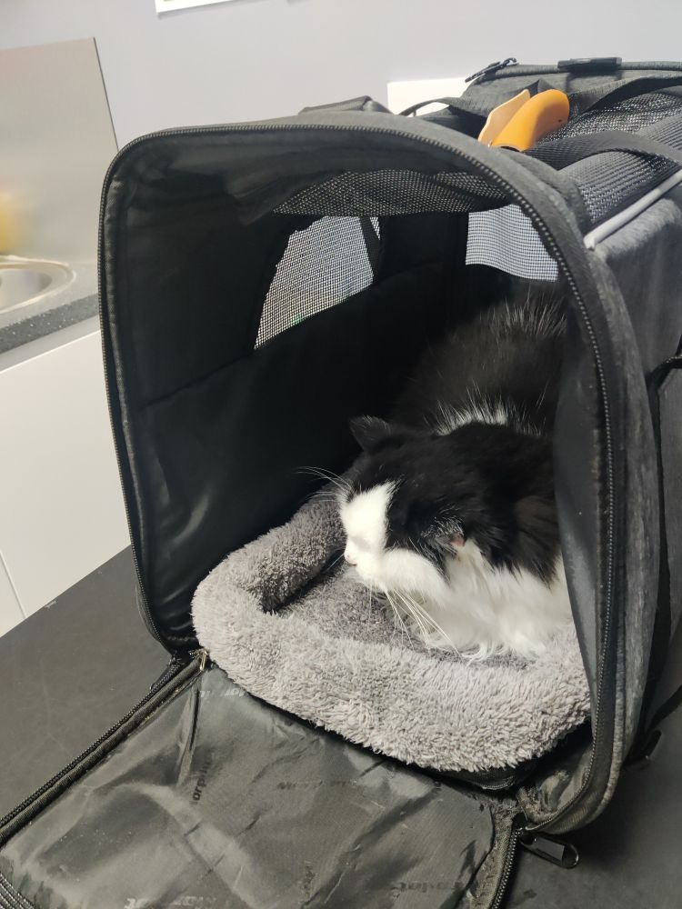 Squee sulking in her carrier in the vets office